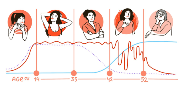 Illustration von der Lebensspanne einer Frau von ihrer Pubertät bis in die Wechseljahre