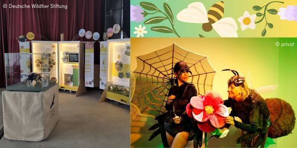 links ist ein Foto aus einem ausstellungsbereich. Darin ist unter anderem ein großes Model einer Biene zu erkennen. Rechts ist einFoto zweier verkleideter Menschen. Eine Person stellt eine Spinne dar, die andere eine Biene, die an einer Blume riecht.